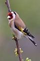 Stieglitz, Carduelis carduelis