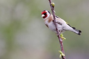 Stieglitz, Carduelis carduelis