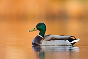 Stockente, Anas platyrhynchos