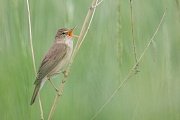 Sumpfrohrsänger , Acrocephalus palustris