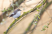 Trauerschnäpper, Ficedula hypoleuca