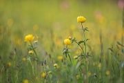 Trollblume, Trollius europaeus