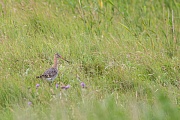 Uferschnepfe, Limosa limosa