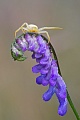 Veränderliche Krabbenspinne, Misumena vatia