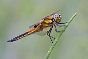 Vierfleck, Libellula quadrimaculata