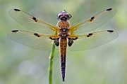 Vierfleck, Libellula quadrimaculata