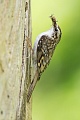 Waldbaumläufer, Certhia familiaris