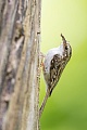 Waldbaumläufer, Certhia familiaris