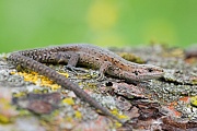 Waldeidechse, Zootoca vivipara