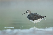 Waldwasserläufer , Tringa ochropus