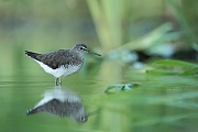 Waldwasserläufer , Tringa ochropus