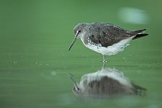 Flussuferläufer, Actitis hypoleucos
