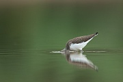 Waldwasserläufer , Tringa ochropus