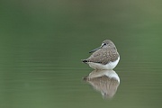 Waldwasserläufer , Tringa ochropus