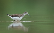 Waldwasserläufer , Tringa ochropus