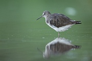 Waldwasserläufer , Tringa ochropus