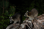 Waschbär, Procyon lotor