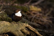 Wasseramsel, Cinclus cinclus