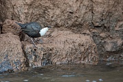 Wasseramsel, Cinclus cinclus