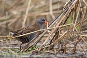 Wasserralle, Rallus aquaticus