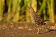 Wasserralle, Rallus aquaticus