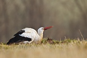 Weißstorch , Ciconia ciconia