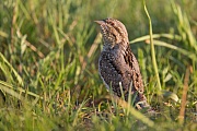 Wendehals, Jynx torquilla