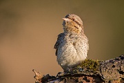 Wendehals, Jynx torquilla