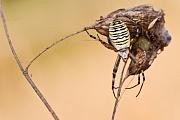 Wespenspinne, Argiope bruennichi