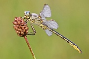 Westliche Keiljungfer, Gomphus pulchellus