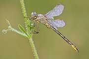 Westliche Keiljungfer, Gomphus pulchellus