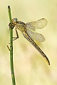 Westliche Keiljungfer, Gomphus pulchellus