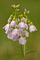 Wiesen-Schaumkraut, Cardamine pratensis