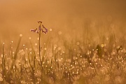 Wiesen-Schaumkraut, Cardamine pratensis