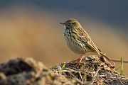 Wiesenpieper , Anthus pratensis