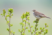 Wiesenpieper, Anthus pratensis