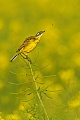 Wiesenschafstelze, Motacilla flava