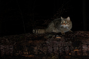 Widkatze, Felis silvestris