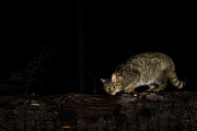 Widkatze, Felis silvestris