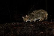 Widkatze, Felis silvestris