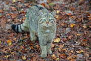 Widkatze, Felis silvestris