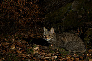 Widkatze, Felis silvestris