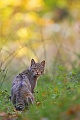 Europäische Wildkatze, Felis silvestris silvestris