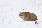 Wildkatze, Felis silvestris silvestris