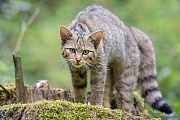 Wildkatze