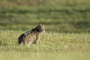 Wildkatze, Felis silvestris silvestris