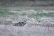Wildkatze, Felis silvestris silvestris