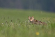 Wildkatze, Felis silvestris silvestris