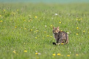 Wildkatze, Felis silvestris silvestris