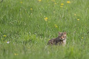 Wildkatze, Felis silvestris silvestris